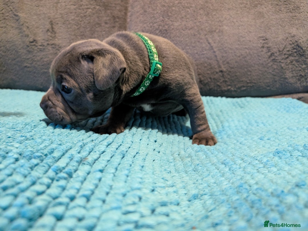 Staffordshire Bull Terrier dogs for sale: KC registered beautiful staffies puppies to sell - Advert 5