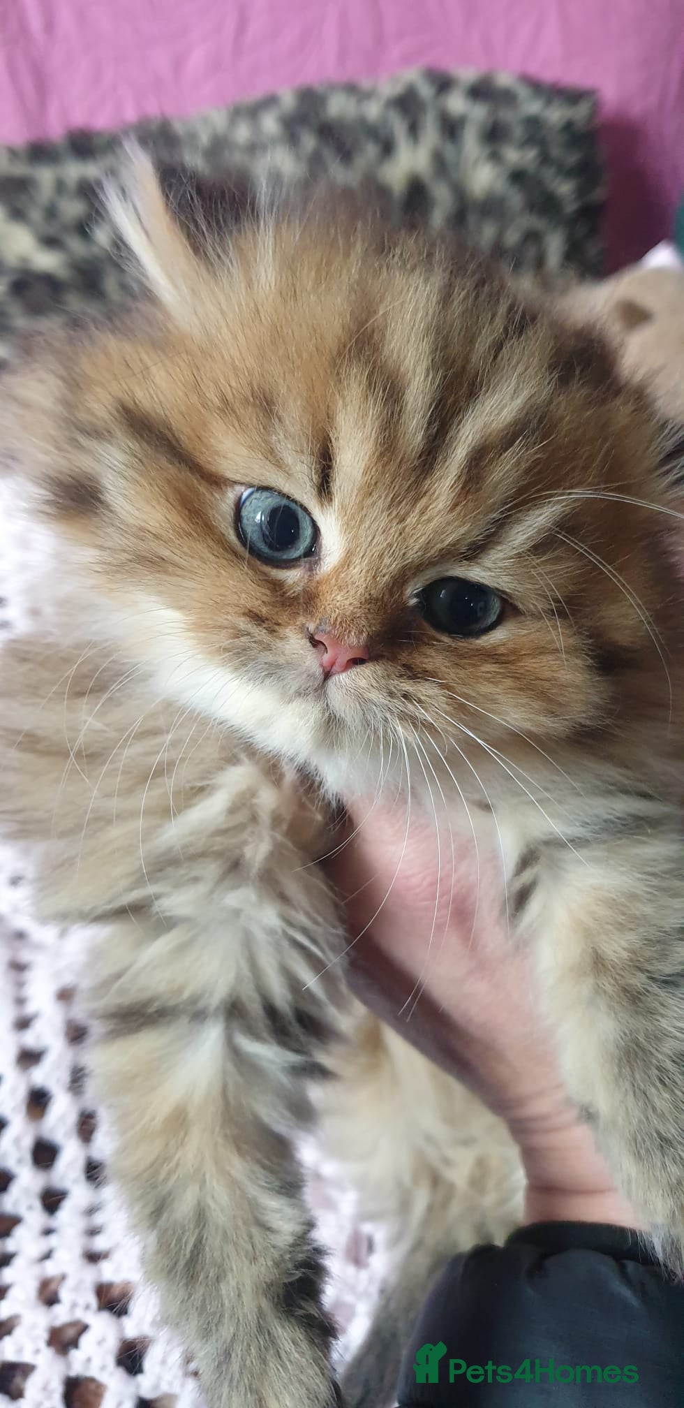 Ragdoll cats 💖Beautiful Pedigree Chinchilla Persian Kitten. - Advert 1