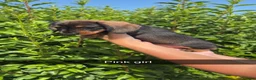 Dachshund dogs for sale: Wire haired standard dachshund teckel puppies  - Advert 6