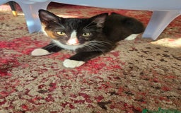 Mixed Breed cats for sale: Our gorgeous Oreo looking for a new home  - Advert 3