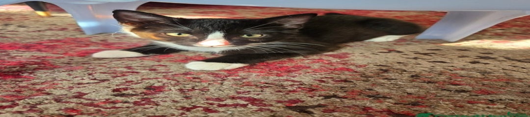 Mixed Breed Kitten 1