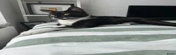 Mixed Breed cats for sale: Gorgeous Tuxedo Male  - Advert 7