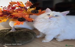 Siberian cats for sale: Adorable flame point Neva Masquerade Siberian boy - Image 1