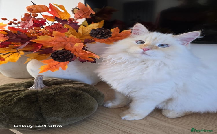 Siberian cats - Advert 2