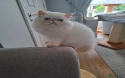 Persian cats for sale: Persian Himilayan Kittens For Sale GCCF Registered - Image 4