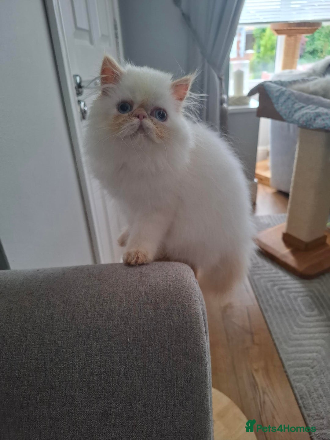 Persian cats for sale: Persian Himilayan Kittens For Sale GCCF Registered - Image 4