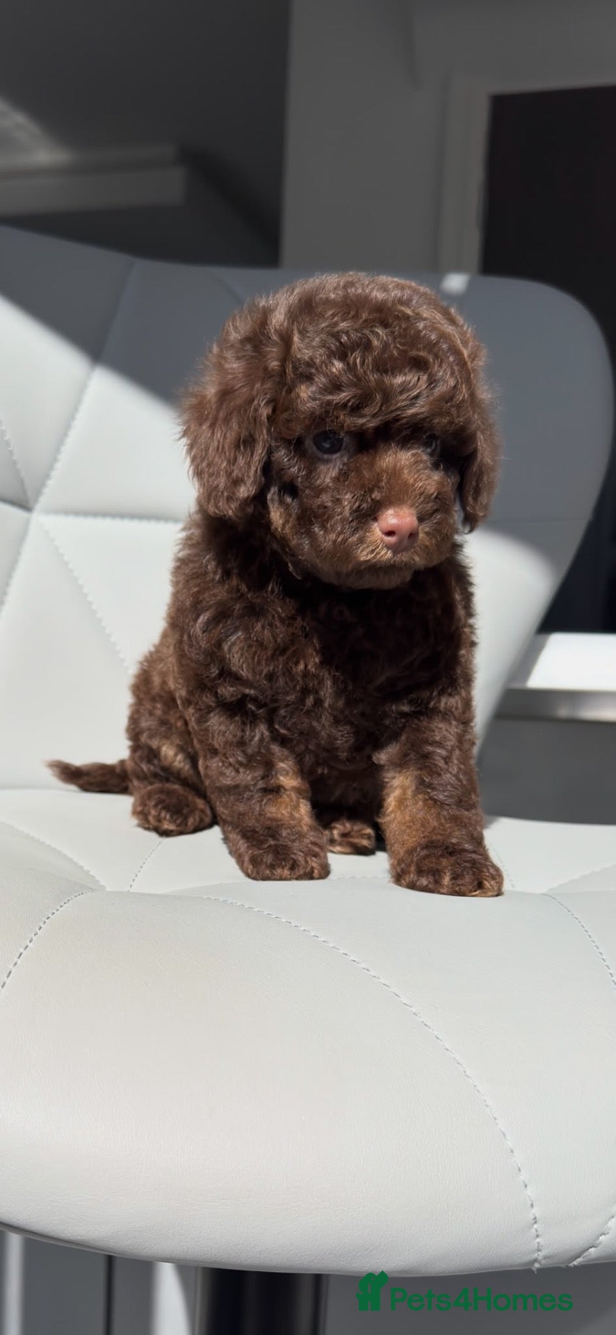 Toy Poodle dogs LAST Gorgeous Toy Poodle Girl - Advert 8