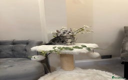 British Shorthair cats for sale: SILVER TABBIES full pedigree registered BSH - Image 1