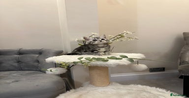 British Shorthair cats - Advert 6