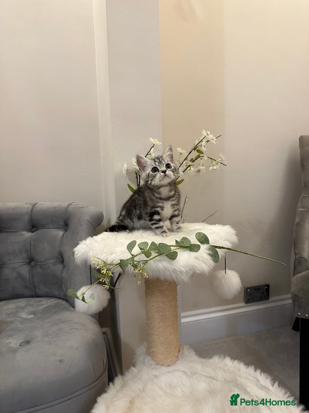 British Shorthair cats for sale: SILVER TABBIES full pedigree registered BSH - Image 1