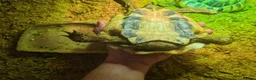Tortoise reptiles for sale: 2 Male Hermanns Tortoises  - Advert 4