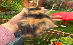 Mixed Breed cats for sale: 3 little kittens  - Image 9