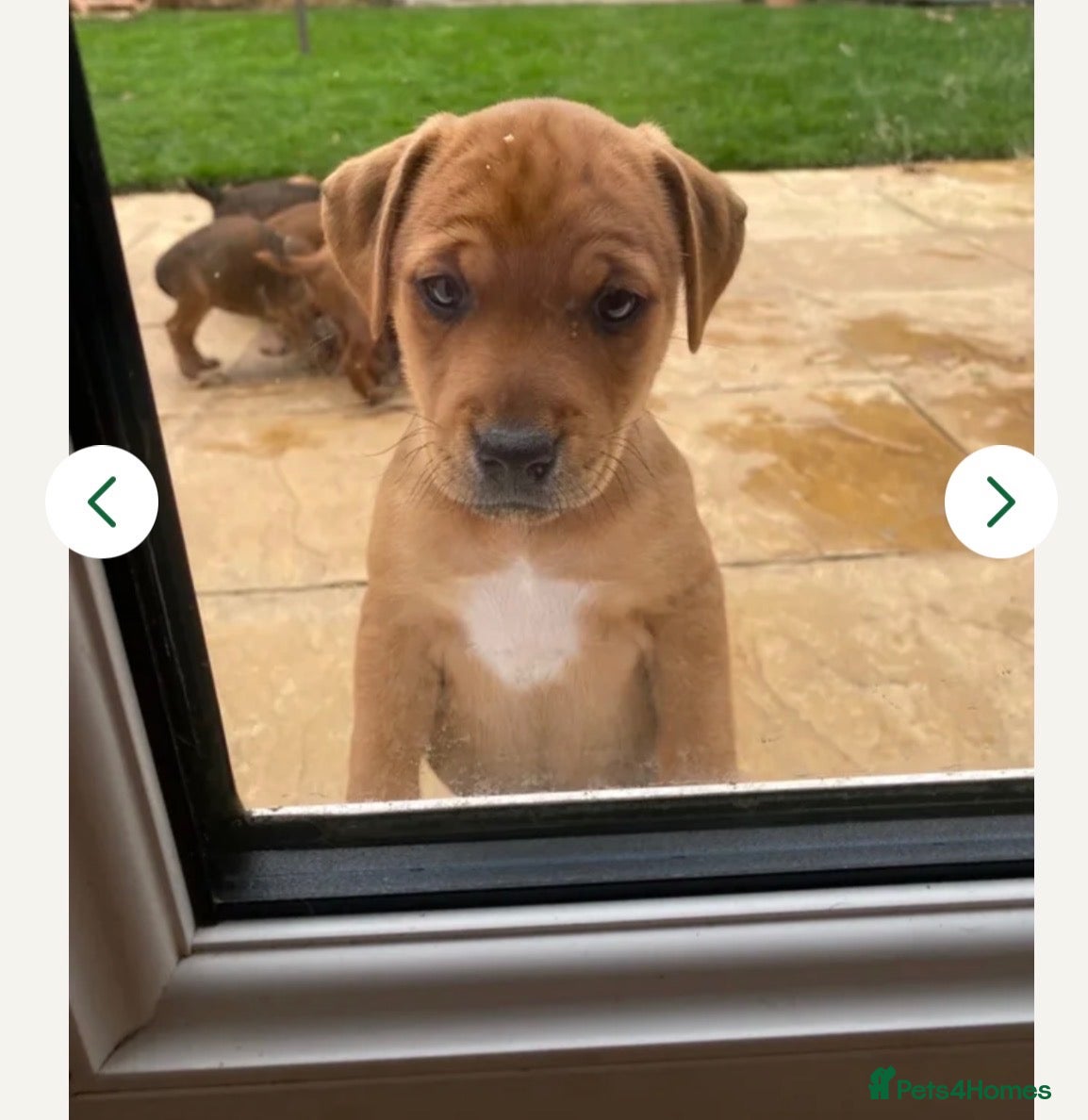Mixed Breed dogs Patterdale x Plummer terrier - Advert 1