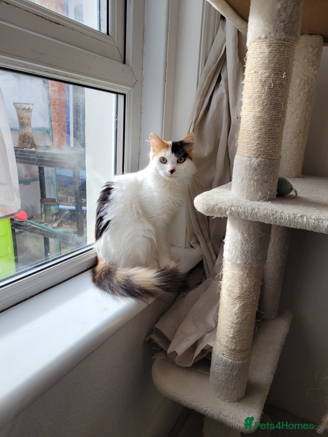 Mixed Breed cats for sale: 8 months old kitten - Advert 3