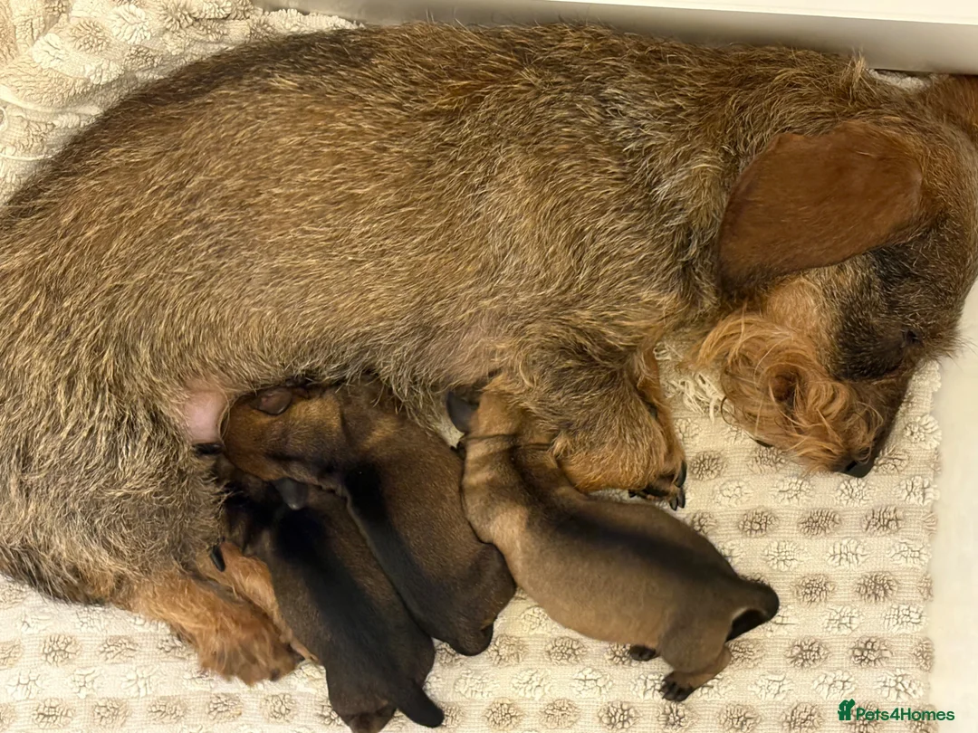 Miniature Dachshund dogs for sale: Mini Wire-haired Dachshunds - Advert 1