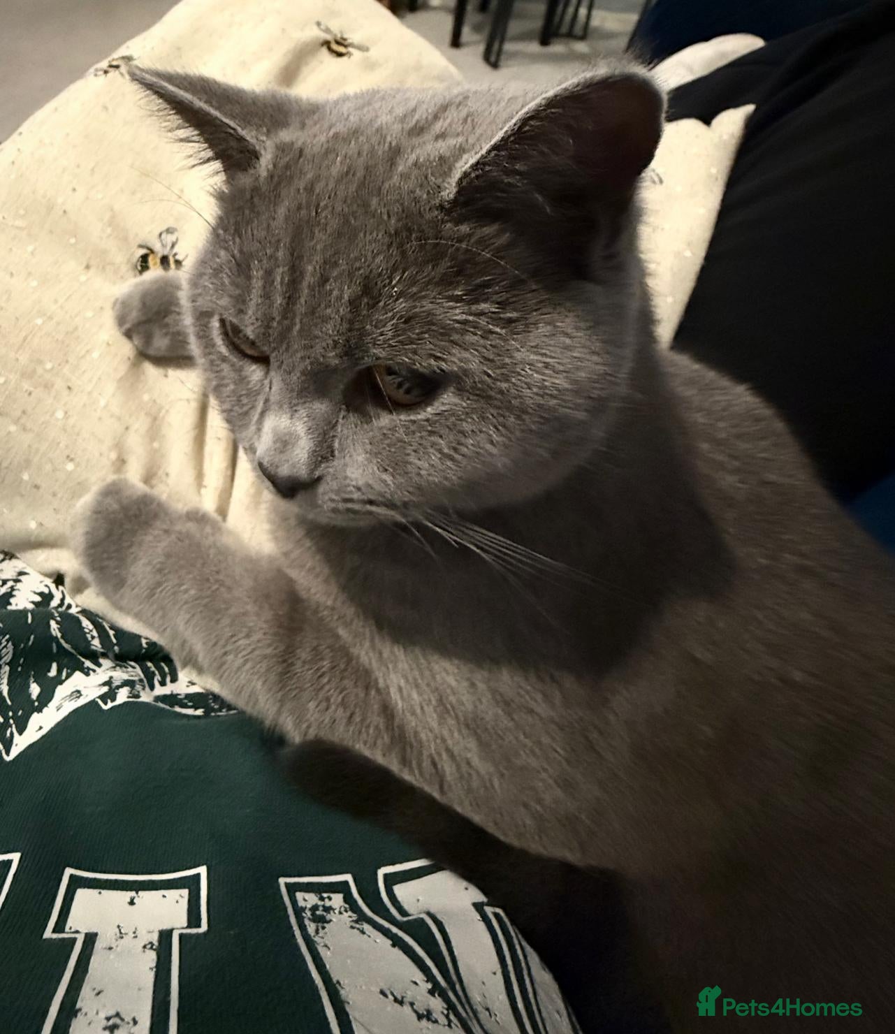 British Shorthair cats Female British short-haired. - Advert 8