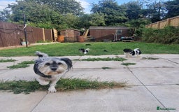 Lhasa Apso dogs for sale: Rare 5* Kyi-Leo Puppies ready for loving homes NOW - Image 27