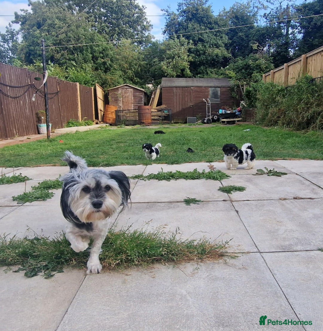 Lhasa Apso dogs for sale: Rare 5* Kyi-Leo Puppies ready for loving homes NOW - Image 27