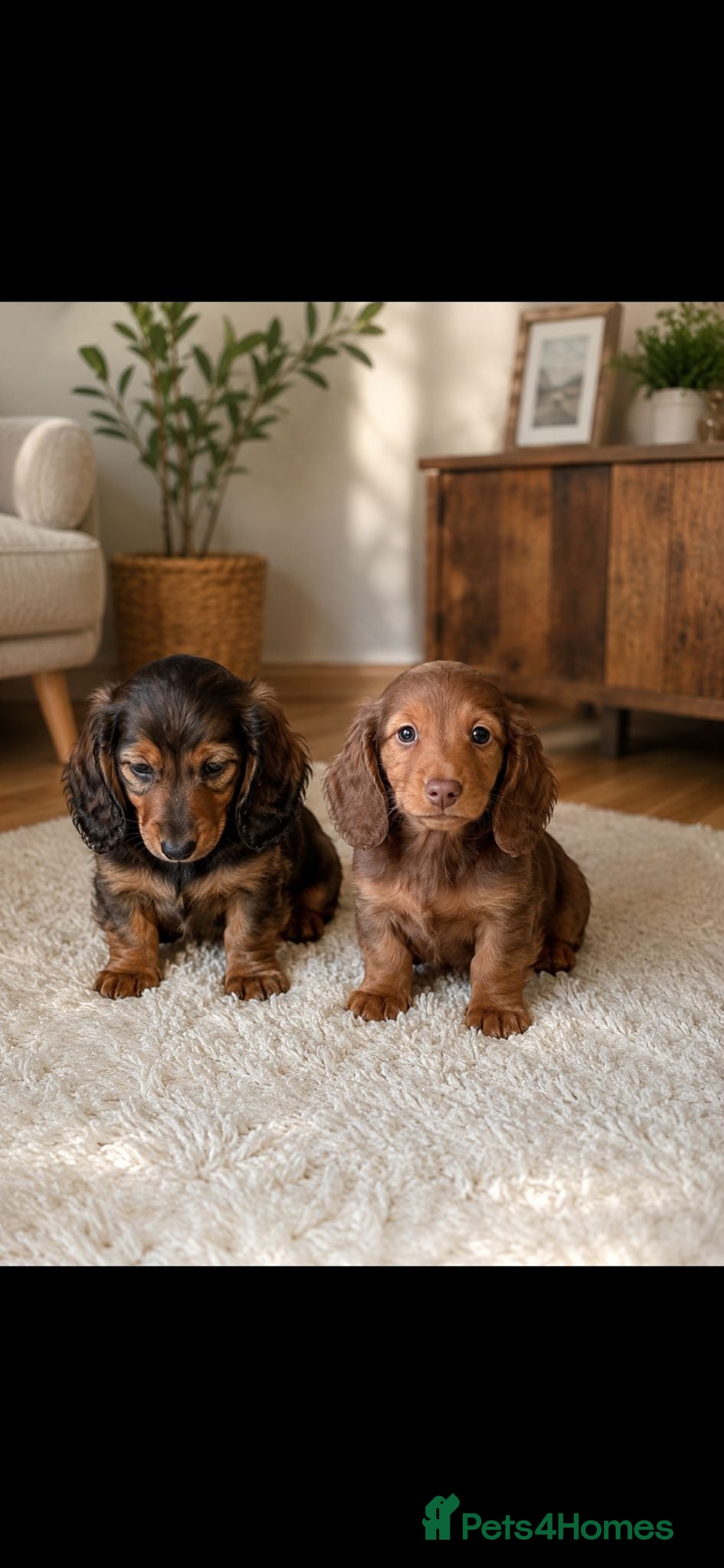 Miniature Dachshund dogs Stunning long hair miniature dachshunds  - Advert 1