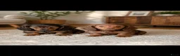Miniature Dachshund dogs for sale: Stunning long hair miniature dachshunds  - Advert 1