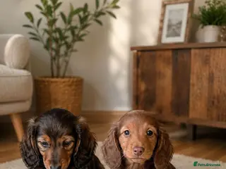 Miniature Dachshund dogs Stunning long hair miniature dachshunds - Advert 1