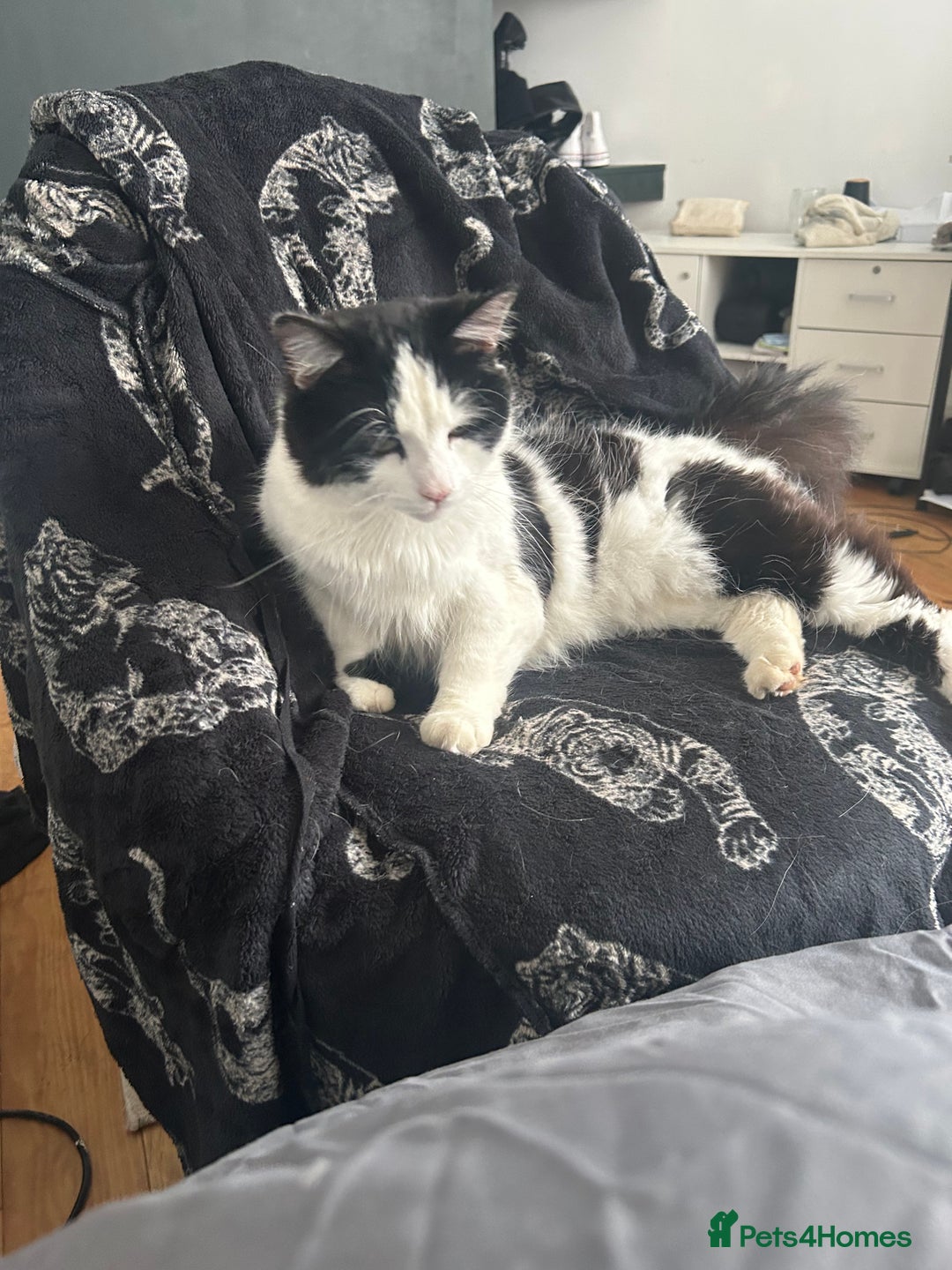 Mixed Breed cats for sale: 2 beautiful kittens ready to go! - Image 9