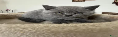 British Shorthair 1
