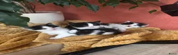 British Longhair cats for sale: Last adorable kitten ready to go - Advert 16