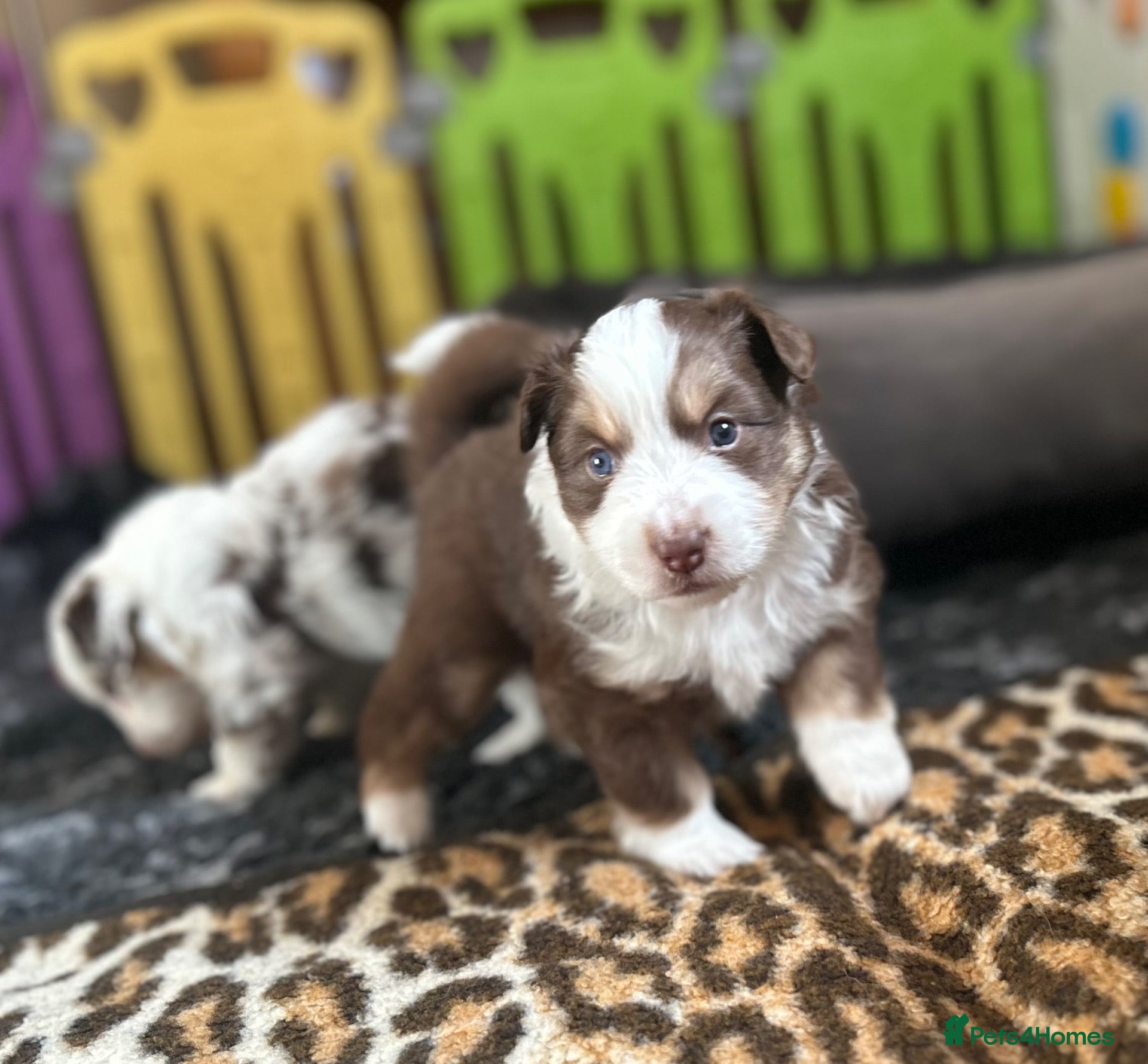 Australian Shepherd dogs for sale: Quality Mini Aussie (MAS) Rare Show Lines KC reg  - Advert 2