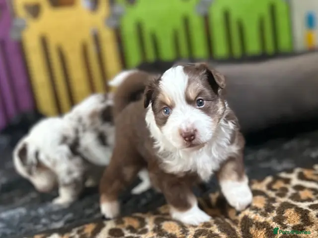 Australian Shepherd dogs for sale: Quality Mini Aussie (MAS) Rare Show Lines KC reg - Advert 2
