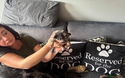 Mixed Breed dogs for sale: French Bulldog cross Manchester Terrier  - Image 20