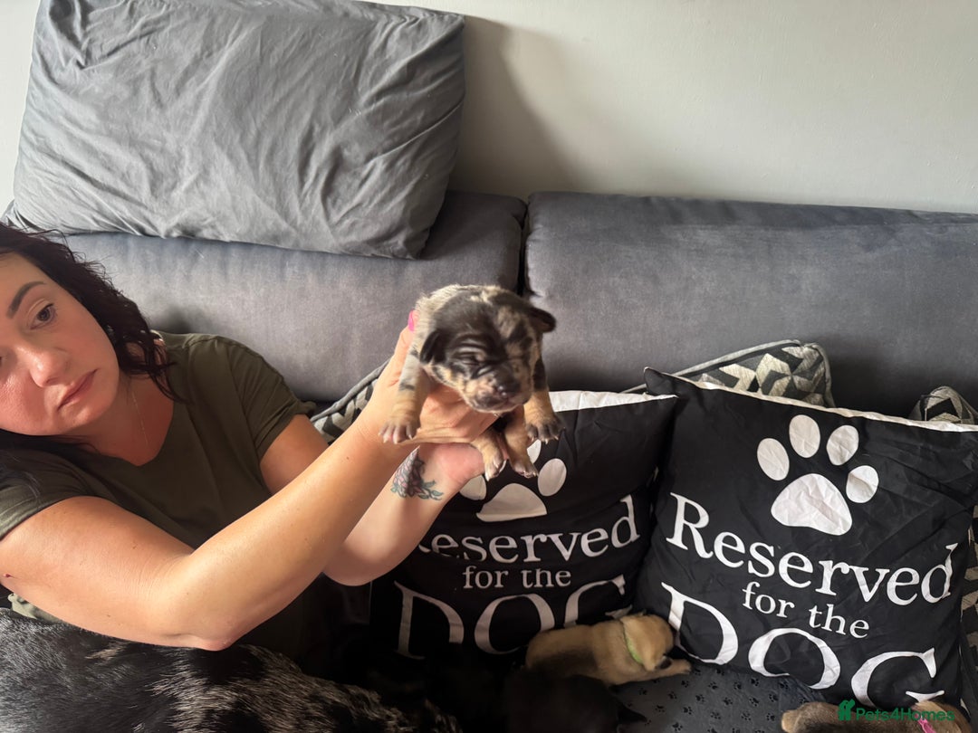 Mixed Breed dogs for sale: French Bulldog cross Manchester Terrier  - Image 20