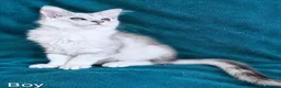 Maine Coon cats for sale: Tica Registered Shaded Maine Coon Kitten  - Advert 3