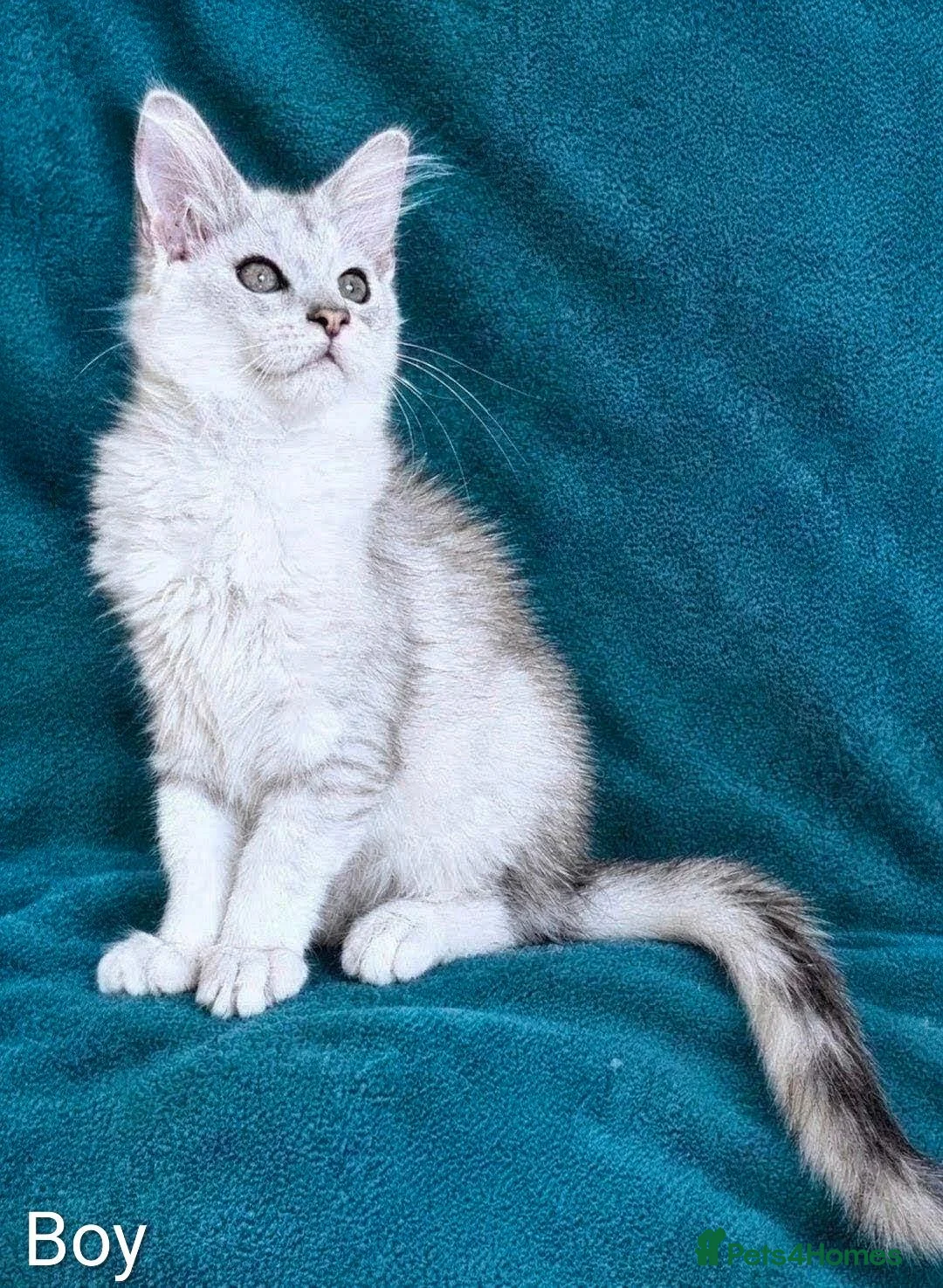 Maine Coon cats for sale: Tica Registered Shaded Maine Coon Kitten  - Advert 3