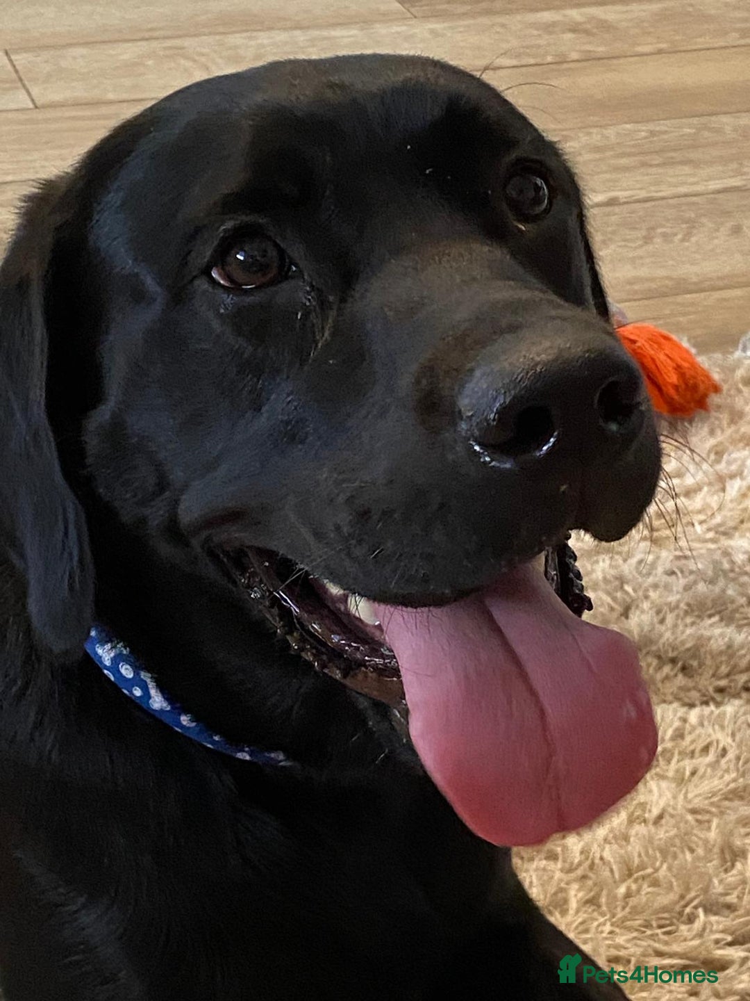 Labrador Retriever dogs for sale: Handsome Reggie needs forever family - Image 2