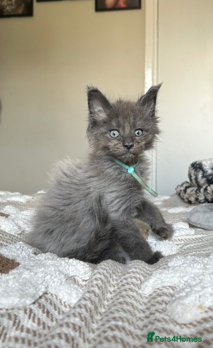Maine Coon cats UPDATED - MAINE COON KITTENS. SOME POLYDACTYL  - Advert 2
