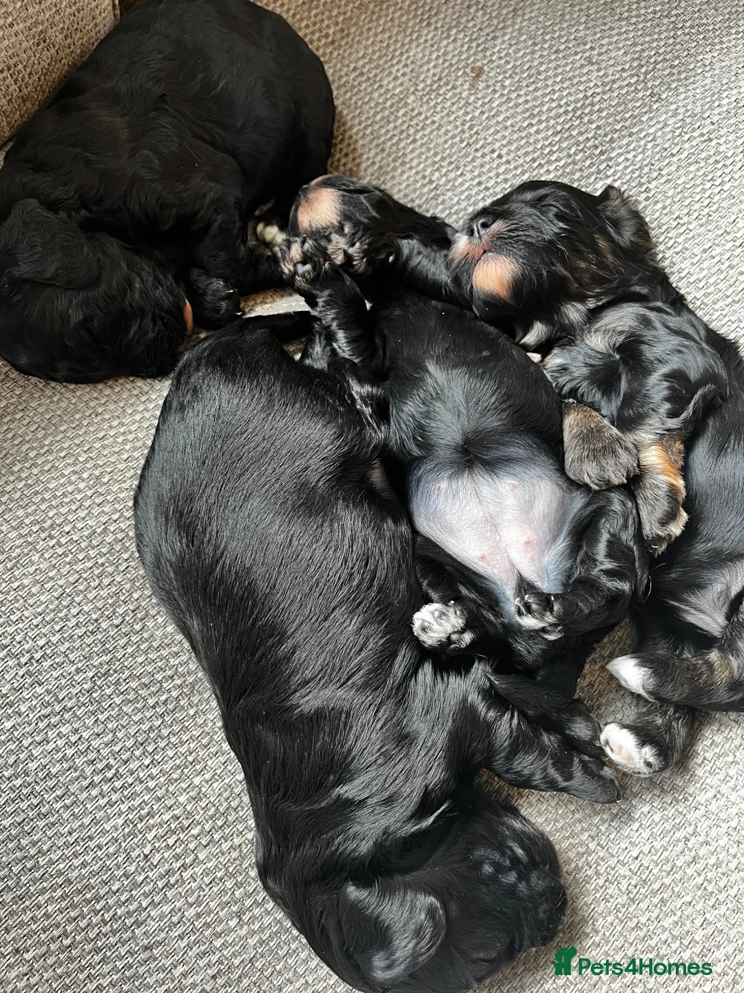 Cockapoo dogs for sale: ⭐️Beautiful toy cockapoo pups- 2 girls left ⭐️ - Advert 2