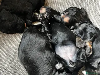 Cockapoo dogs ⭐️Beautiful toy cockapoo pups- 2 girls left ⭐️ - Advert 6