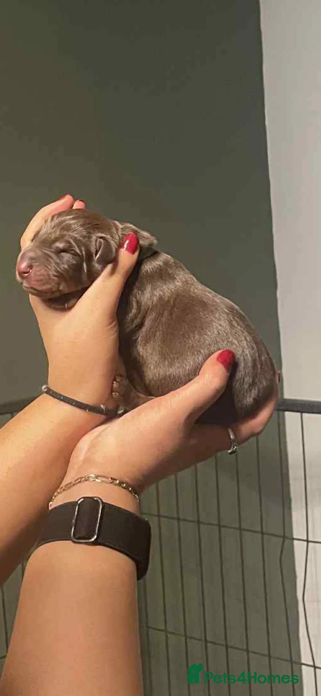 Dobermann dogs for sale: Chocolate & Isabella Doberman puppies for sale  - Advert 10