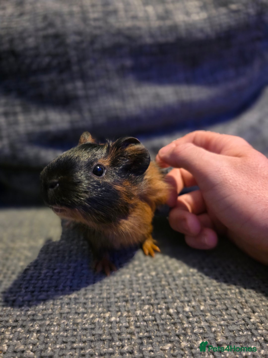 Guinea Pig rodents for sale: Boar/male guinea pigs in Weymouth - Advert 6