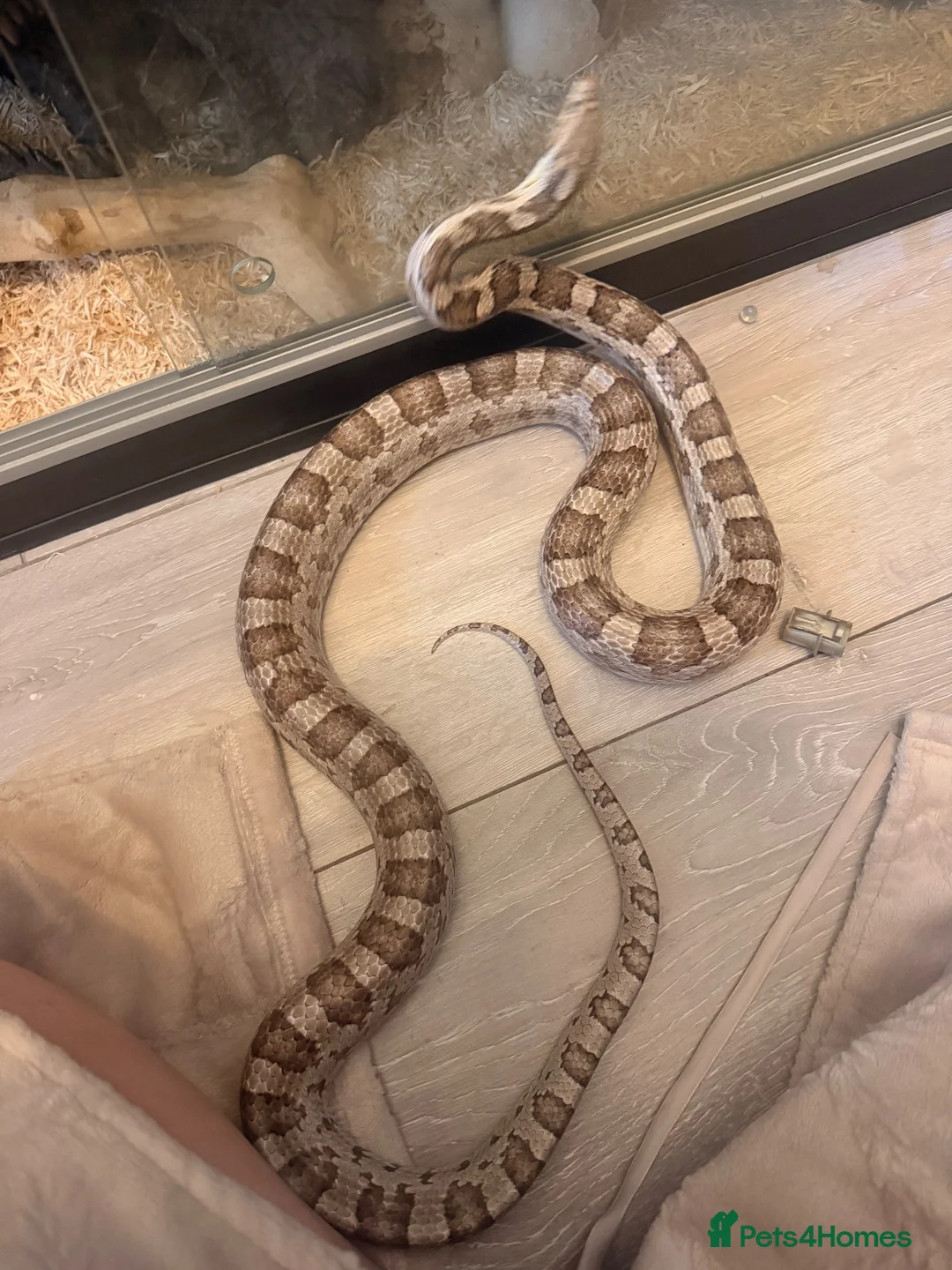 Corn Snake reptiles for sale: Corn snake x full setup - Advert 5
