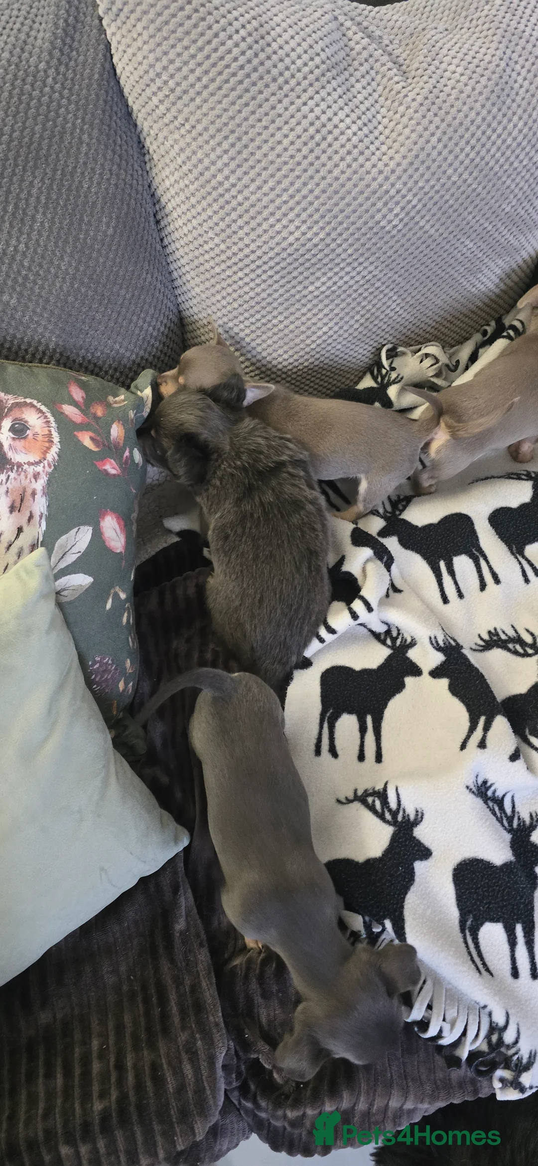 Chihuahua dogs for sale: Beautiful Chihuahua puppies  in Blackwood - Advert 23