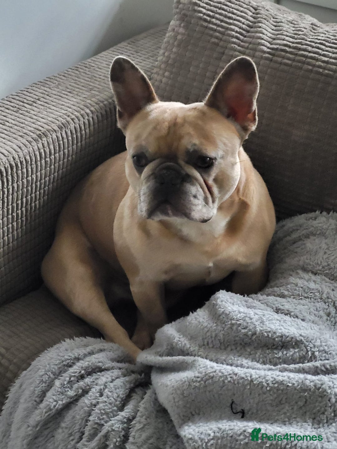 French Bulldog dogs for sale: Frenchie requiring forever home - Advert 3