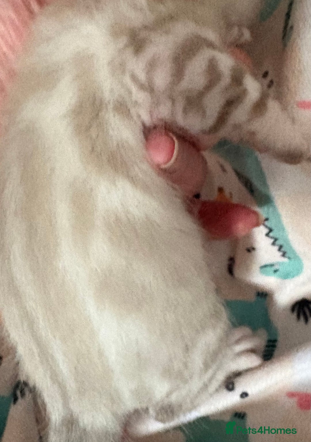 Bengal cats for sale: Stunning Tica reg Bengal kittens  - Advert 2