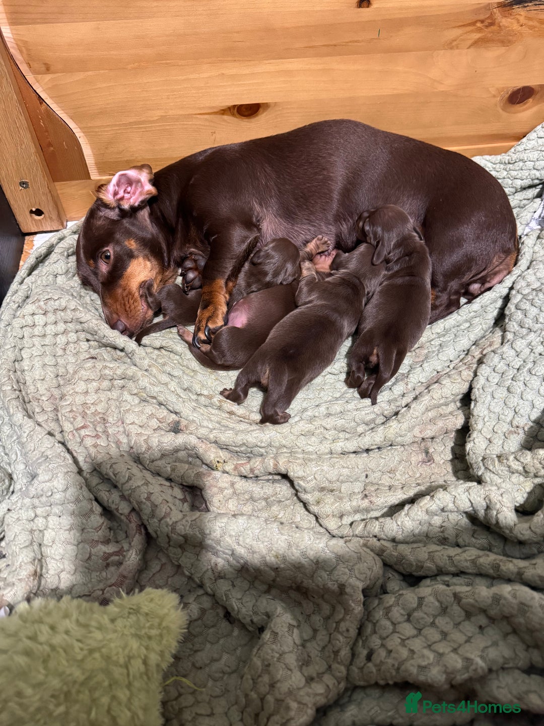 Miniature Dachshund dogs for sale: Stunning mini sausages!  - Image 6