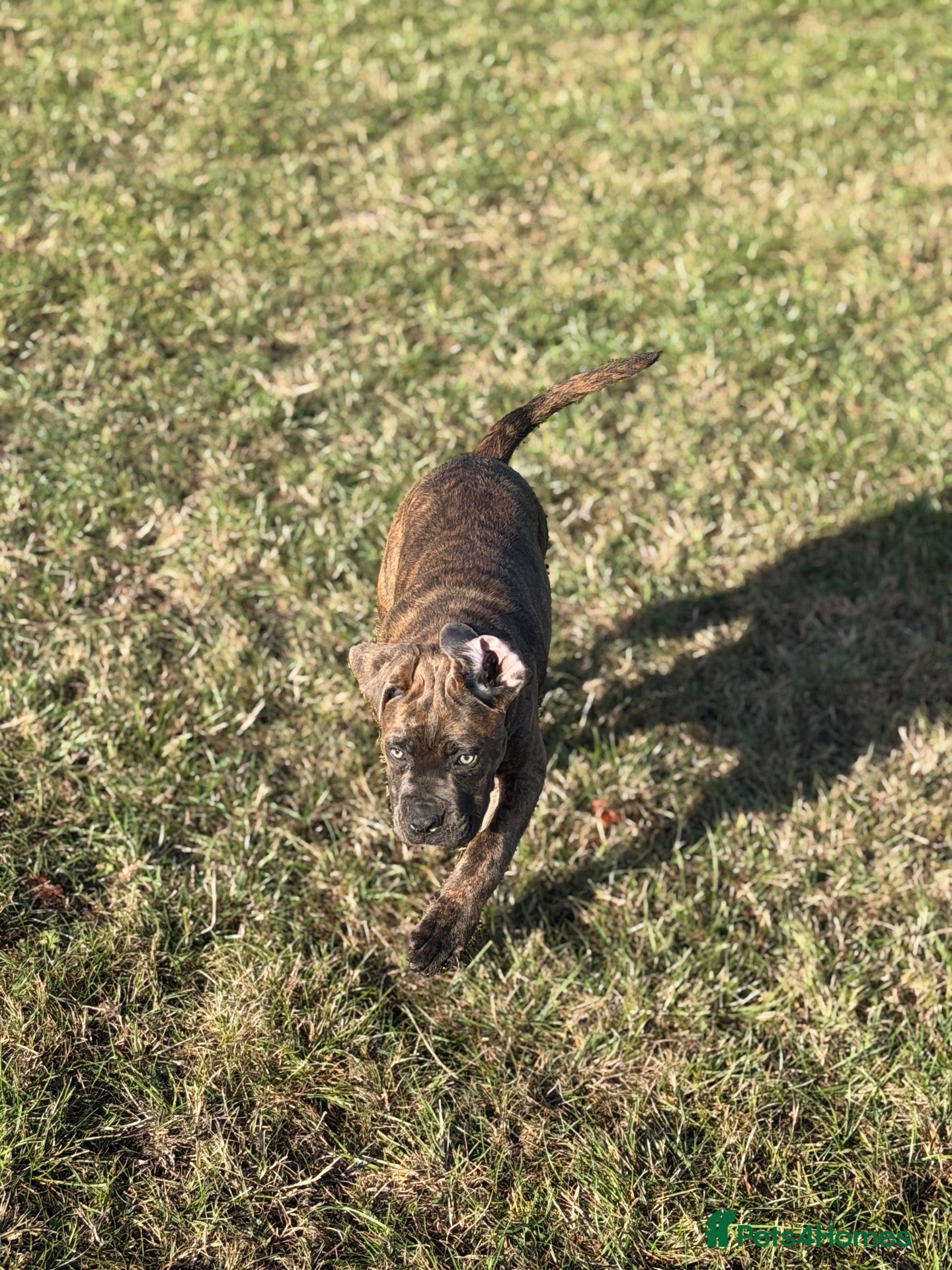 Cane Corso dogs ❤️Beautiful female available IKC/FCI❤️ - Advert 2