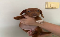 Miniature Dachshund dogs for sale: 3 dashund for sale  in Bolton - Image 1
