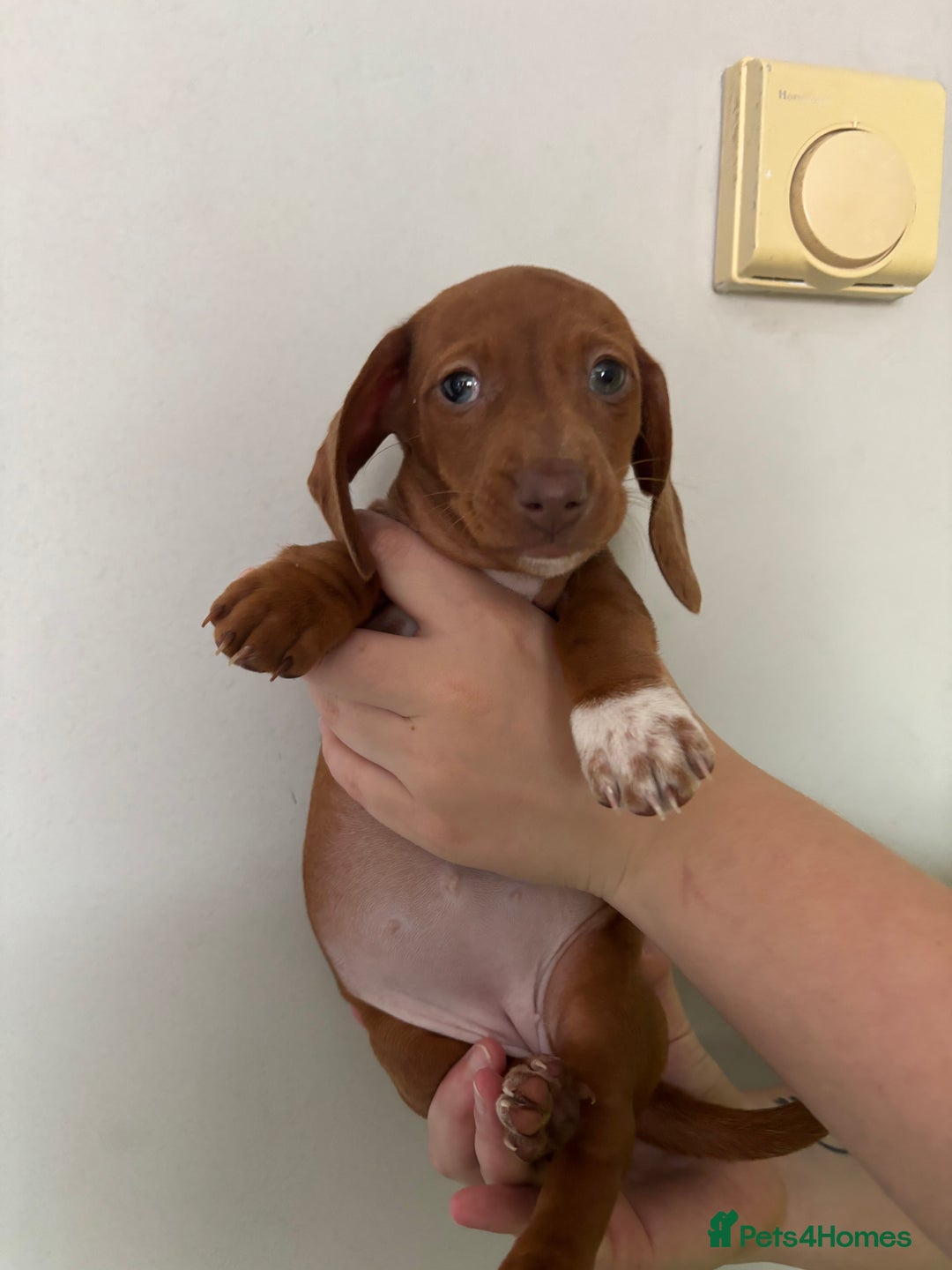 Miniature Dachshund dogs for sale: 3 dashund for sale  in Bolton - Image 1