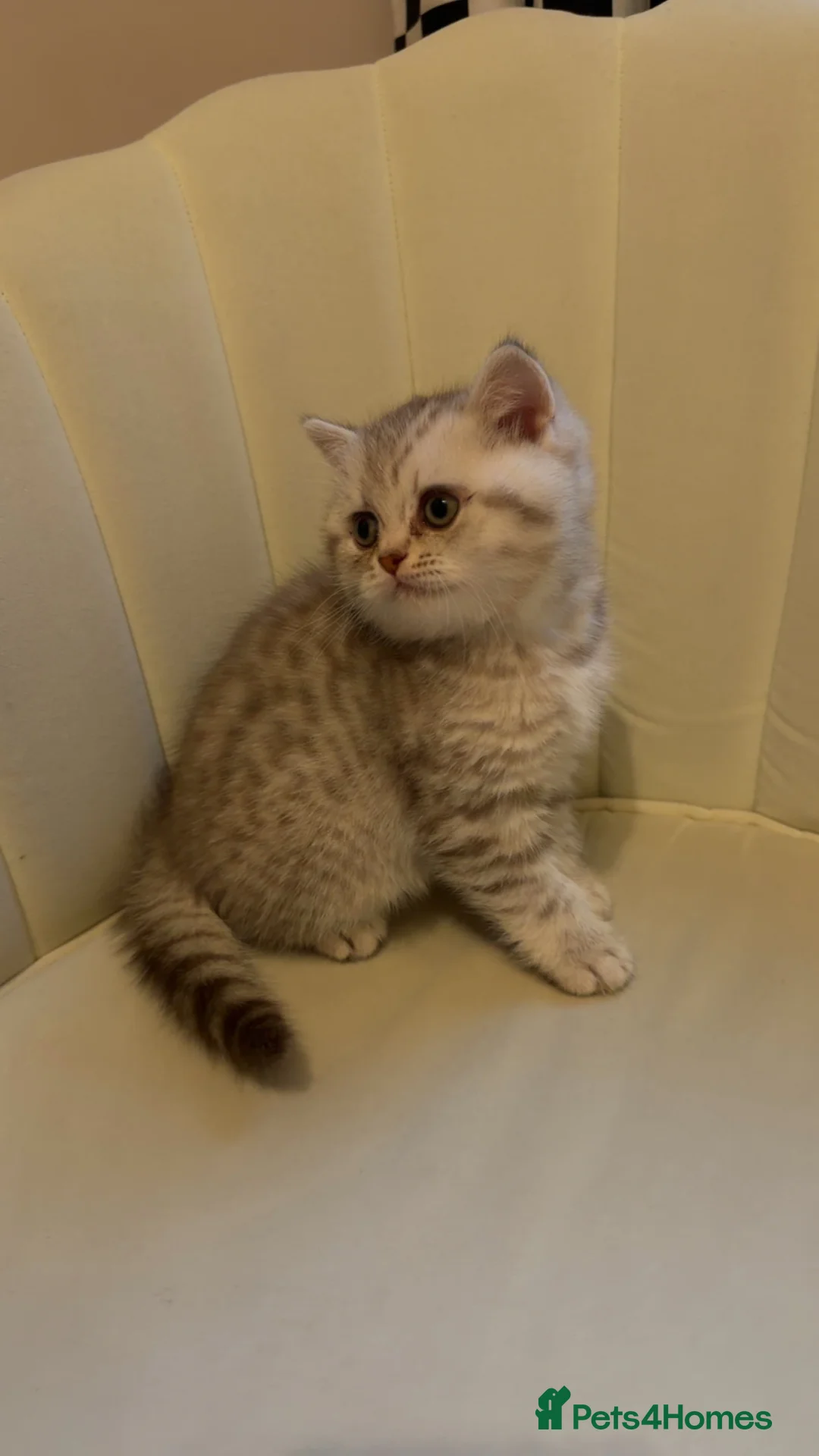 British Shorthair cats for sale: Beautiful British shorthair  - Advert 6