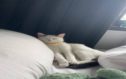 Domestic Shorthair cats for sale: 2 female kittens - Image 10